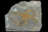 Detailed Ordovician Brittle Star (Ophiura) - Morocco #89216-1